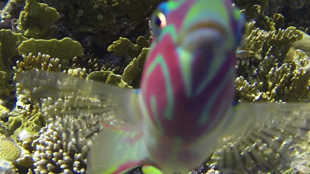 Little naughty parrotfish flirts with camera at a reef in the Red Sea (1080p, 25 fps, GoPro 3 Black Edition)