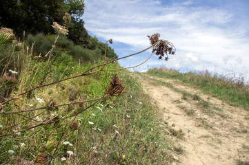 campagne e colline livornesi