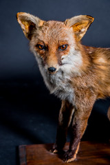 Le Renard roux empaillé