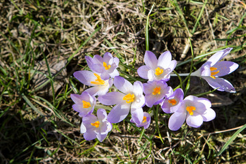Crocus, beautiful springtime messenger