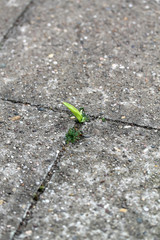 Eine Pflanze im Asphalt