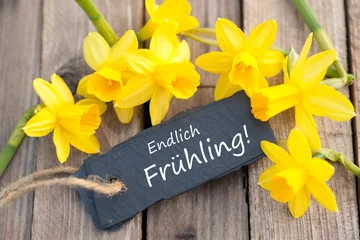 Cercles muraux Narcisse Endlich Frühling