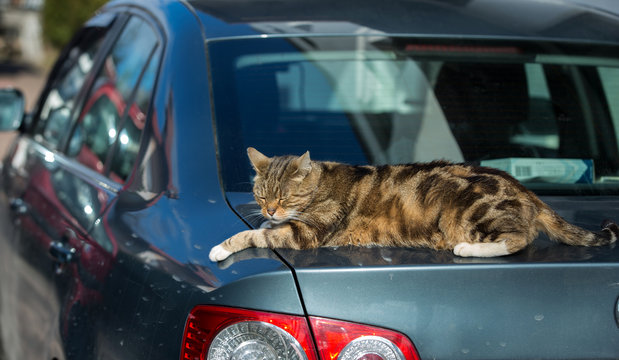 Cat On The Car