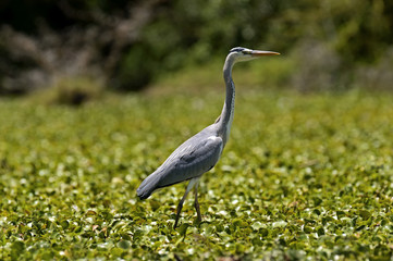 Heron on the Lakes