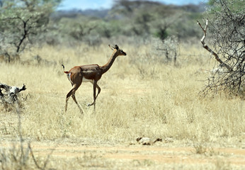Gerenuk in the African savannah