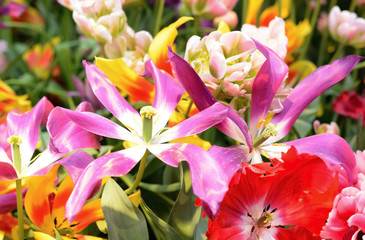 Beautiful colorful  tulips in the spring time