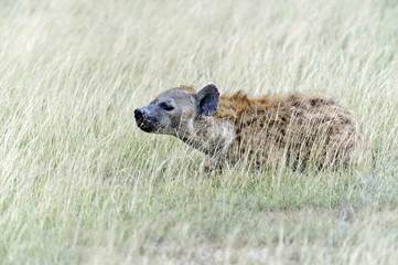 Hyenas in the savannah