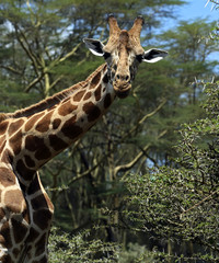 Giraffe in the savannah