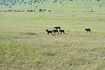 Portrait of African lion