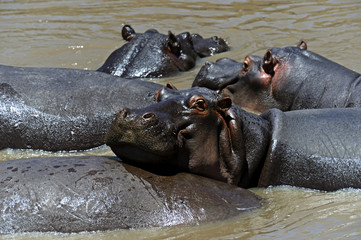 Hippo in the African savannah