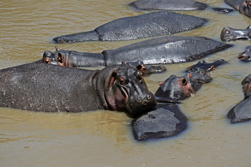 Fototapeta premium Hippo in the African savannah