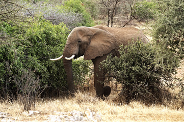 Fototapeta premium Elephant