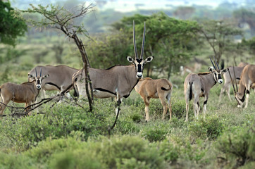 Naklejka na ściany i meble Oryx gazella in the savannah