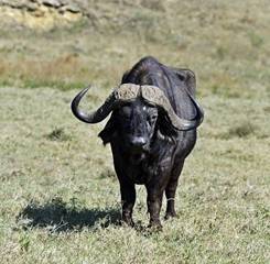 Naklejka premium Buffalo in the savannah