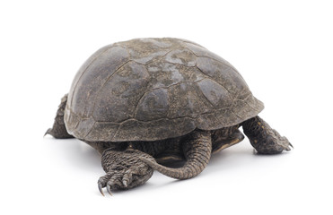 Large turtle.