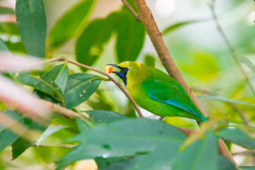 Greater green leafbird