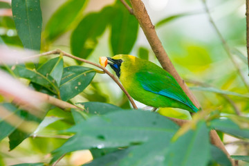 Greater green leafbird