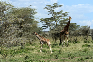 Giraffe in the African savannah