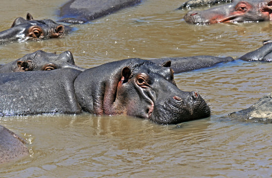 Hippo in the African savannah