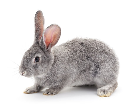 Grey baby rabbit.