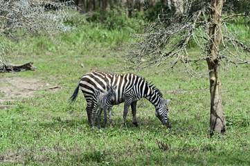 Fototapeta na wymiar Zebra in the savannah