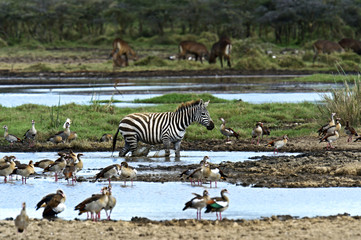 Obraz na płótnie Canvas Zebra in the Masai Mara