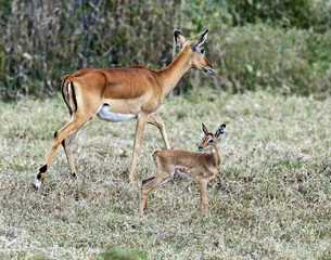 Naklejka na ściany i meble Antelope Impala in the savannah