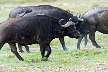 Fototapeta premium Buffalo in the savannah