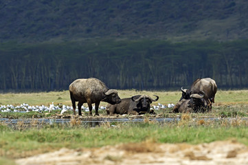 Buffalo in the savannah