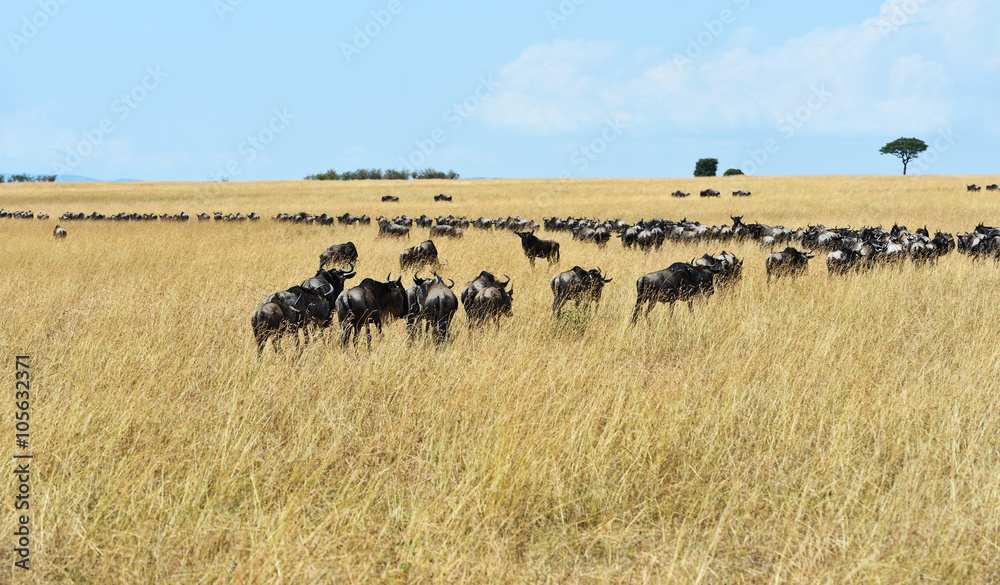 Sticker Masai Mara wildebeest