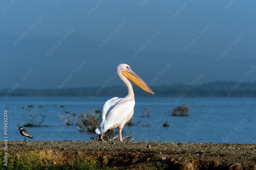 Canvas Prints pelican on the lake naivasha