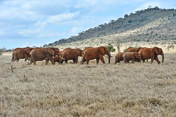 African elephants in the savannah