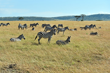 Fototapeta na wymiar Zebra in the Masai Mara