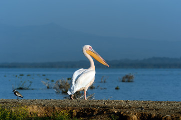 Pelican on the lake Naivasha
