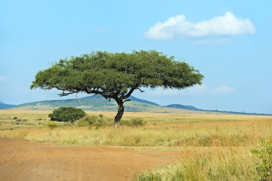 Fototapeta Tree Masai Mara