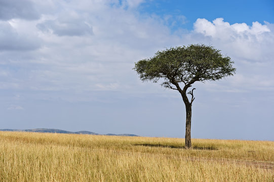 Fototapeta Tree Masai Mara