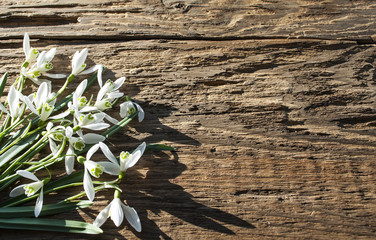 Galanthus, Schneeglöckchen Strauß im Sonnenschein auf altem Treibholz Brett / Holz Hintergrund
