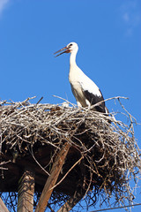Stork in the nest