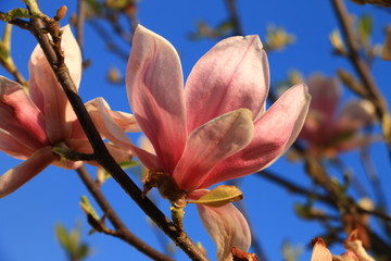 Pink magnolia flowers with blue sky