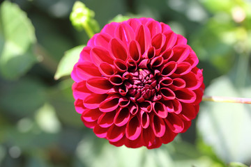 Dahlia  (Dahlia)