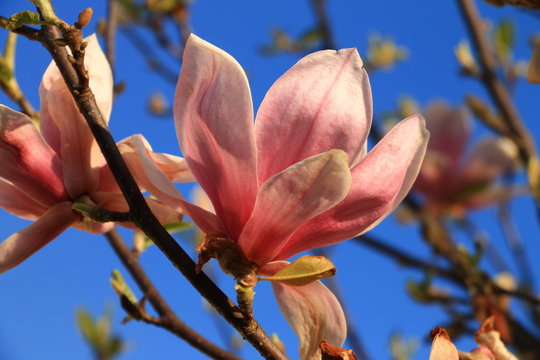 Fototapeta Pink magnolia flowers with blue sky