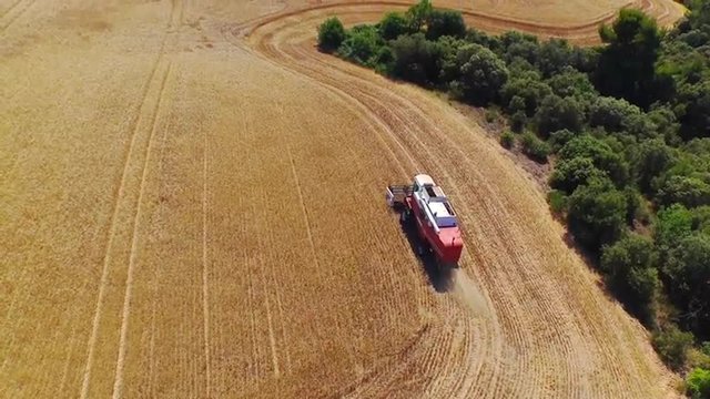 AERIAL: Harvesting endless wheat field with harvester in sunny summer