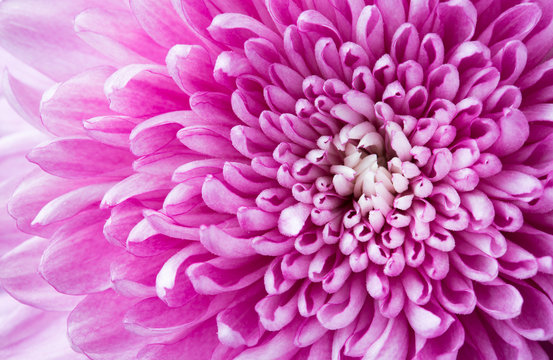 Close Up Pink Chrysanthemum