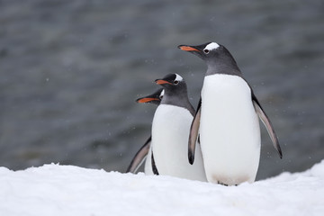 Obraz premium Gentoo Penguins, Antarctica. 