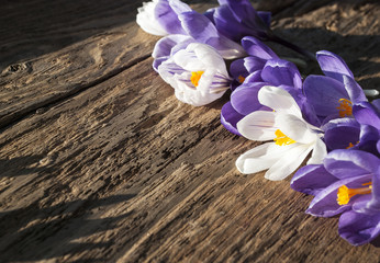 Krokusse, Crocus vernus, im Sonnenschein auf altem Treibholz Brett / Holz Hintergrund 