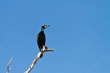 cormorant in a tree