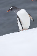 Gentoo Penguin, Antarctica. 