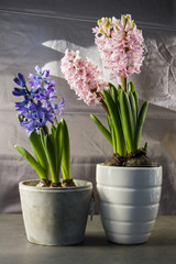 Naklejka na ściany i meble Hyacinths in a pot, blue and pink. Grey background.