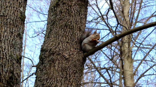 Squirrel (Sciurus vulgaris) sits on an oak branch, and eat bread. Gatchina park, Gatchina, Leningrad, Russia. Spring 2016. 