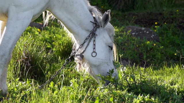 White horse relaxing and eating grass at late evening